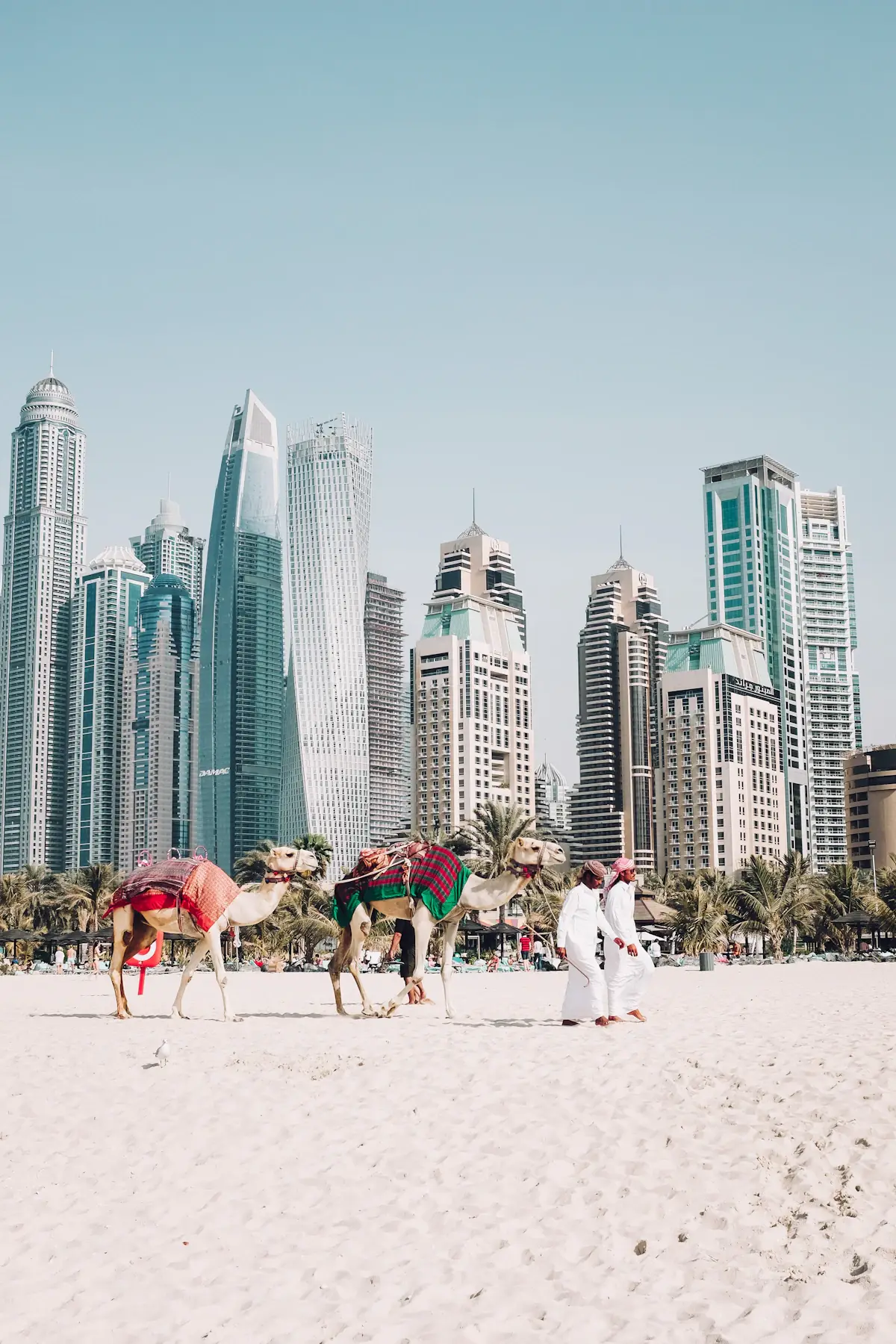 Camels on the beach below Dubai Marina towers